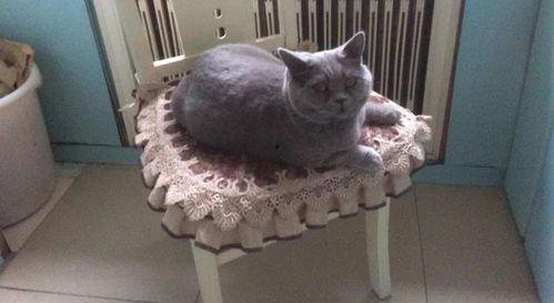 娱乐吃瓜猫捉鸟是真的吗